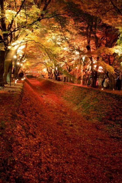 Tunnel of Maple Trees, Lake Kawaguchiko