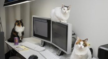 Mèo Nhật Bản giúp tăng hiệu suất làm việc