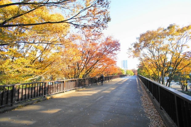 Windows-Live-Writer_Koyo-Autumn-Leaf-Viewing-in-Tokyo_C822_DSC05358_2