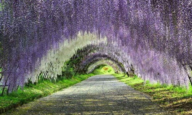 Wisteria Tunnel Kawachi Fuji Garden