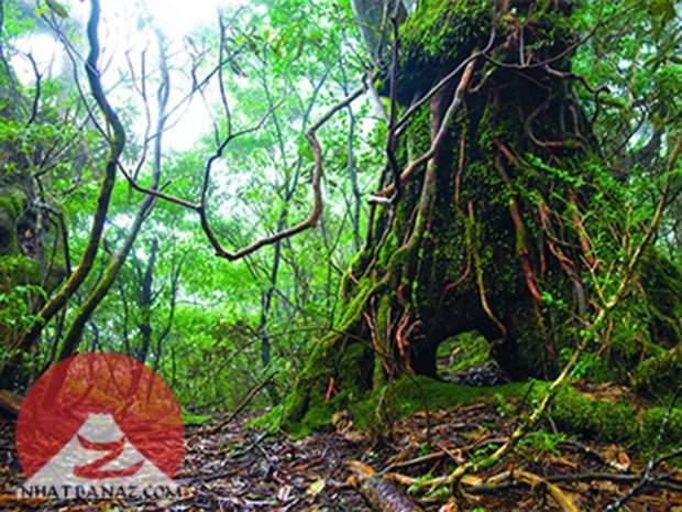 Yakushima