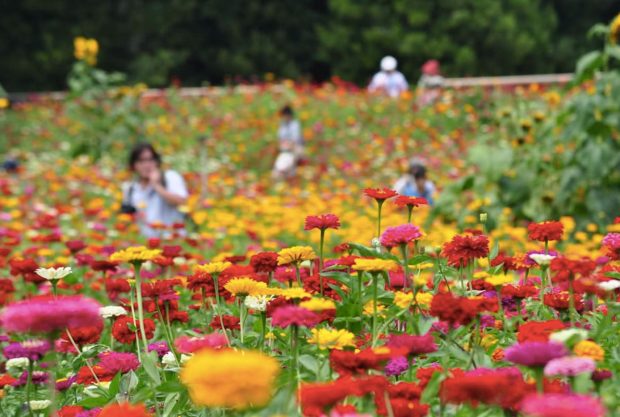 Zinnia-cuc-ngu-sac