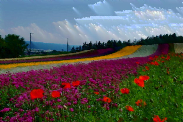 Cánh đồng Hoa trang trại Tomita, Hokkaido, Nhật bản - mùa hè như tấm thảm dệt sặc sỡ