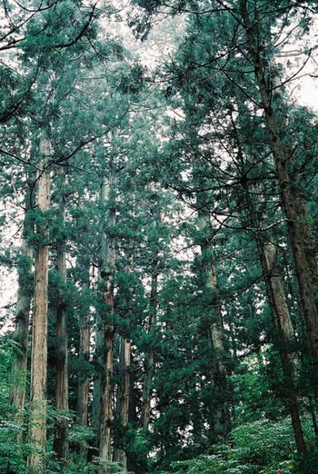 cedar-trees-in-Japan-nhatbanaz