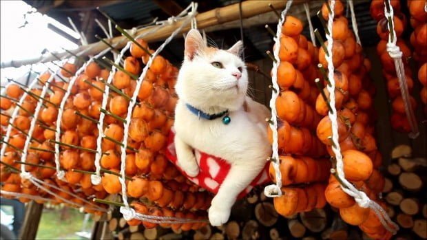 chú mèo và những quả hồng