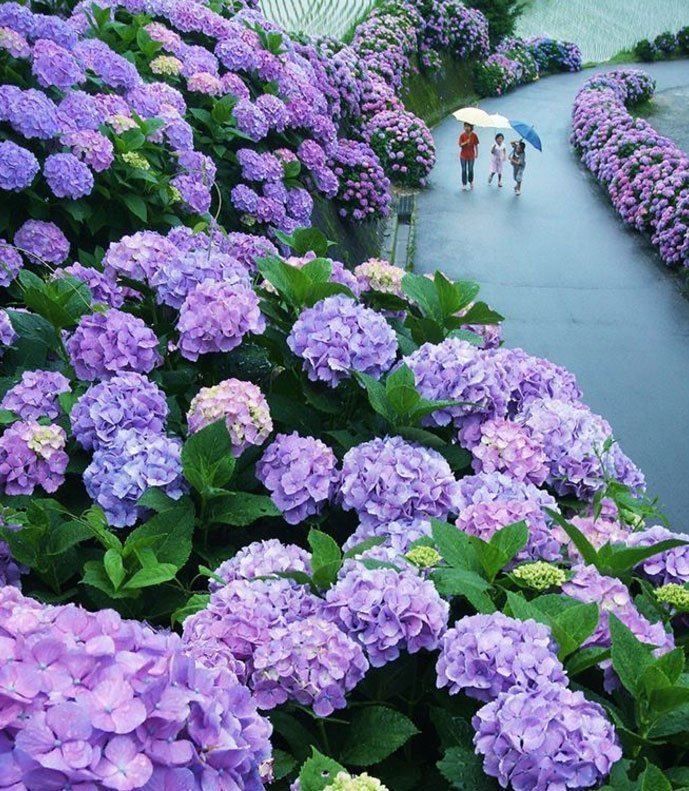 Con đường hoa Cẩm tú cầu ở Miyazaki, Nhật Bản