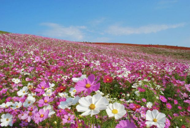 cosmos-canh-buom