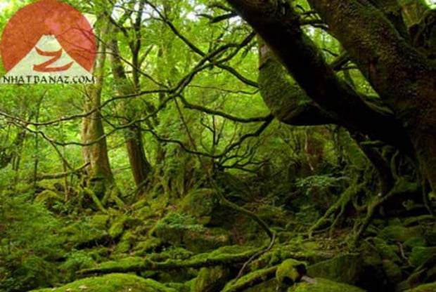 dao-yakushima