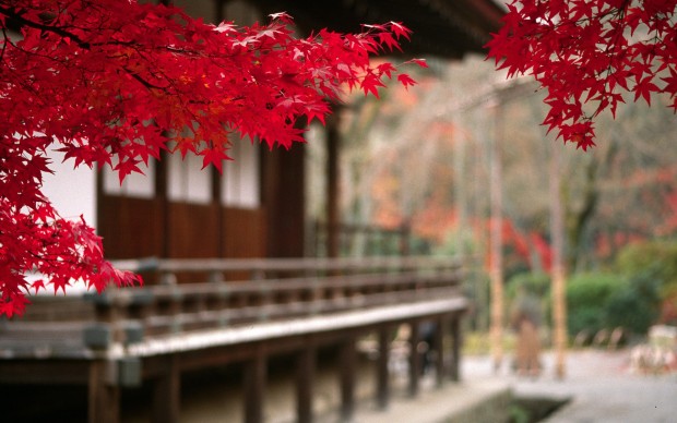 Du lịch Nhật Bản tháng 11 mùa lá đỏ