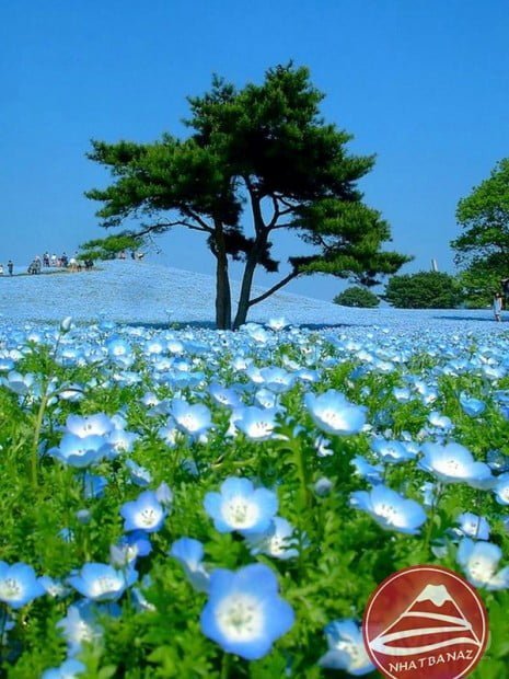 Thiên đường hoa Công viên Hitachi