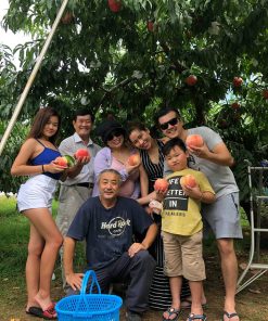Hái trái cây Nhật bản