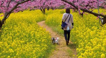 Rực rỡ hoa anh đào, hoa cải đầu tháng 3 ở Nhật bản