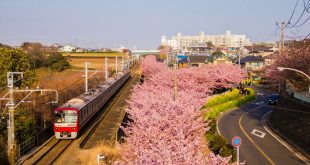 Hoa anh đào nở sớm Miurakaigan (Miura, Kanagawa) dọc đường tàu