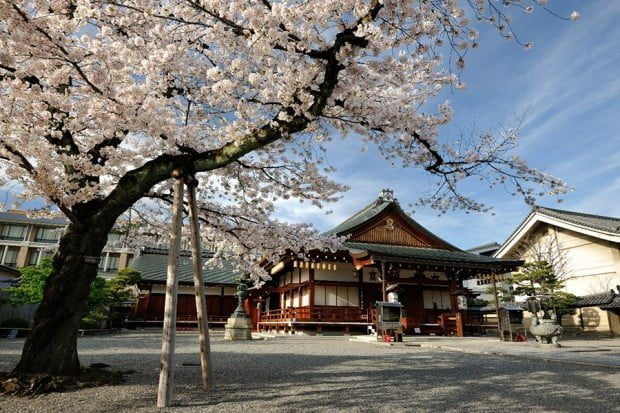 hoa-anh-dao_toji
