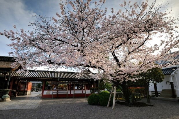 hoa-anh-dao_toji_kyoto_nhat-ban