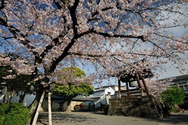 hoa-anh-dao_toji_kyoto_nhat-ban3