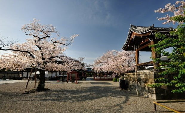 hoa-anh-dao_toji_kyoto_nhat-ban4