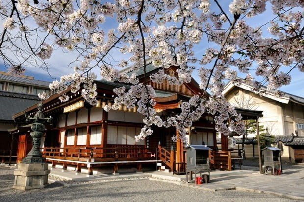 hoa-anh-dao_toji_kyoto_nhat-ban5