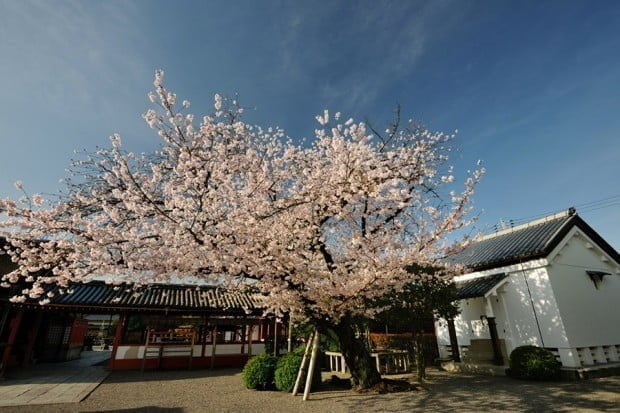 hoa-anh-dao_toji_kyoto_nhat-ban6