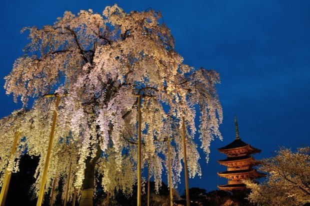 hoa-anh-dao_ve-dem_toji_kyoto_nhat-ban3