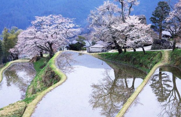 Hoa anh đào làng quê Nhật Bản