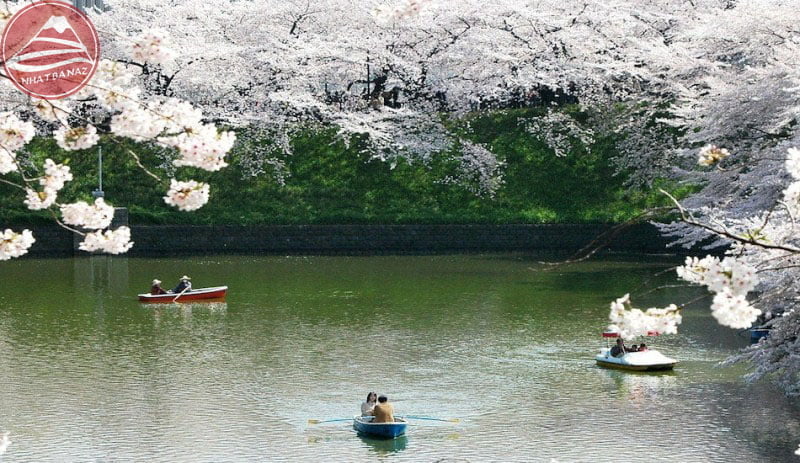 hình ảnh hoa anh đào