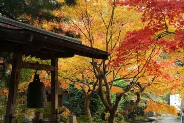 koyo-kamakura-627x420