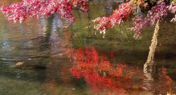 Những bức ảnh tuyệt đẹp mùa lá đỏ Nhật Bản 2016: Kyoto cuối thu