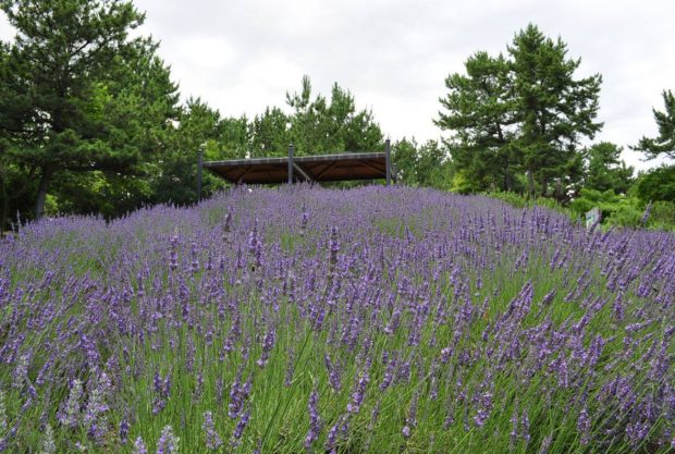 lavender-oai-huong