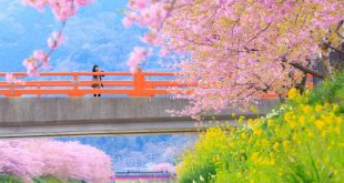 Ngắm hoa anh đào nở sớm dọc sông Kawazu