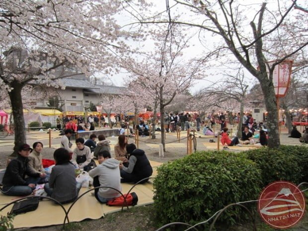 nhat_ban_yozakura_sake2