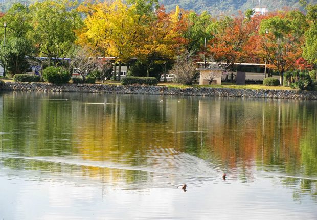 Đôi chim bơi lội ở hồ trong công viên Hiroshima