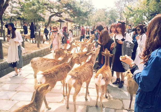 Đùa với nai giữa thiên nhiên