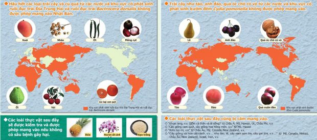 Nữ sinh bị bắt vì mang 360 quả trứng vịt lộn vào Nhật