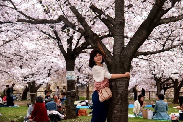 Ôm cây đợi ...trái anh đào