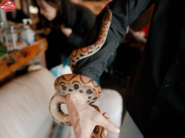 Snakes