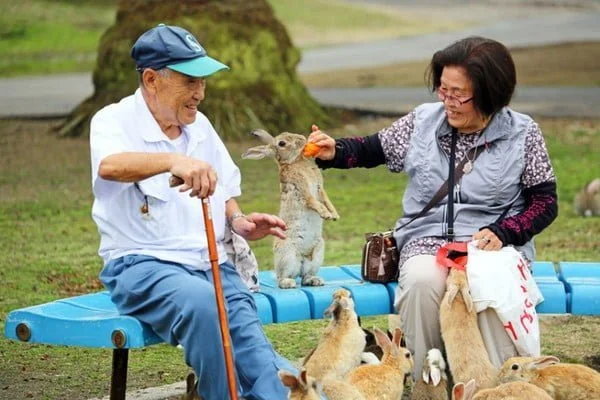 Chú thỏ ngoan ngoãn khi được cho ăn
