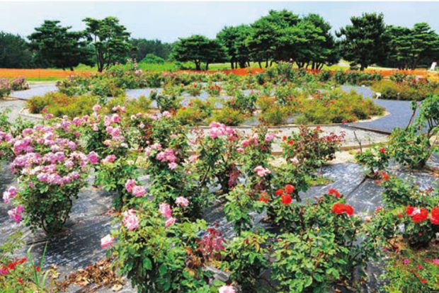 rose-hoa-hong