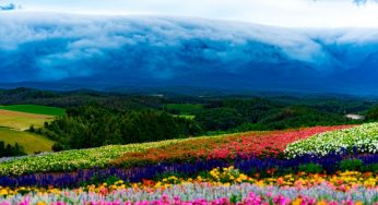 Mê mẩn trước cánh đồng hoa bất tận Shikisai no Oka ở Biei