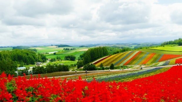 shikisai_no_oka_flower_season_biei_hokkaido_japan