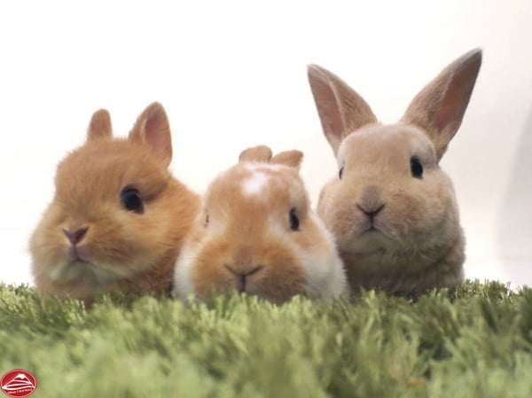 Những chú thỏ đáng yêu