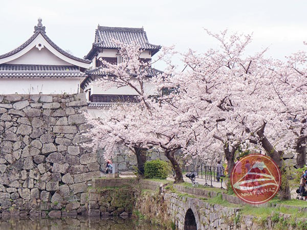 Di tích lâu đài Fukuoka trong công viên Maizuru, điểm đẹp ngắm hoa anh đào