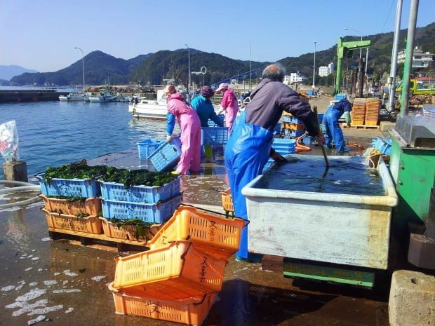 toshi-jima-waterfront-seaweed