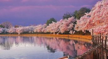 Lý do chọn tour du lịch Nhật bản Vietravel