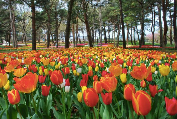 Hoa tulip