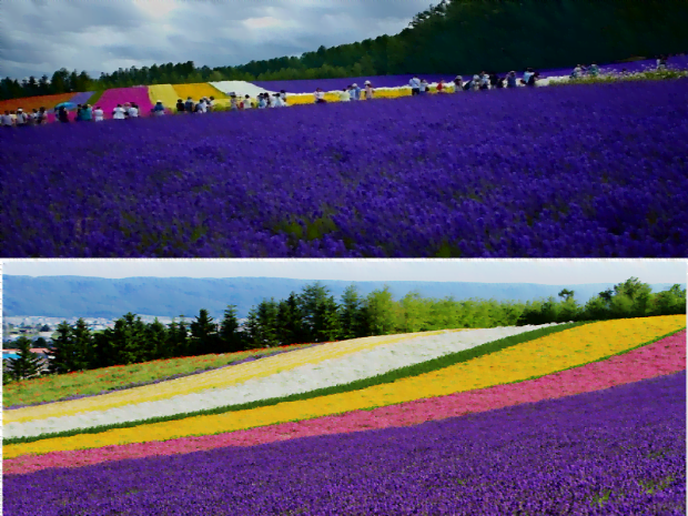 Hoa oải hương tím ngát Hokkaido