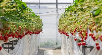 Bí quyết vị ngọt thanh của dâu tây Nhật Bản