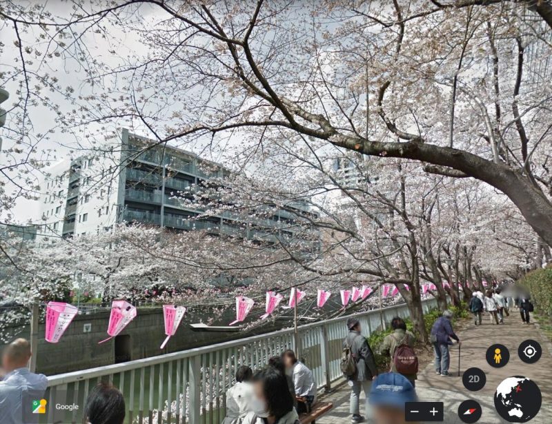 Ngắm hoa anh đào từ xa