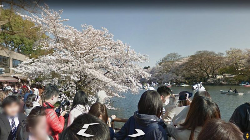 Ngắm hoa anh đào từ xa 2